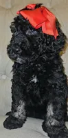 Lumi Girl, a female Goldendoodle for sale in Casa Grande, AZ – 2 of 2