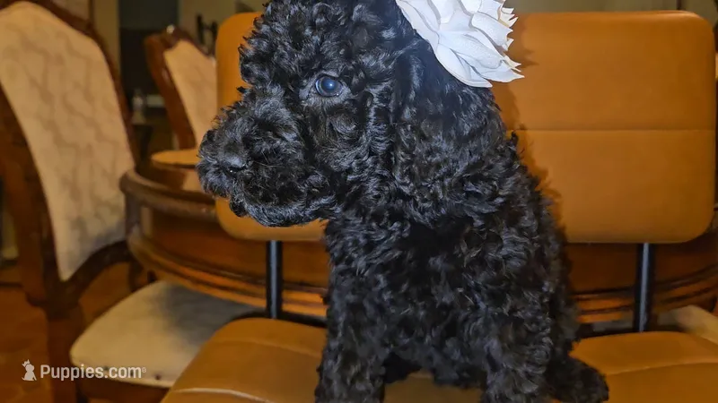 Koda Girl – Goldendoodle puppy for sale in Casa Grande, AZ