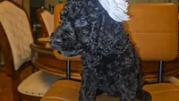 Koda Girl, a female Goldendoodle for sale in Casa Grande, AZ – 1 of 2