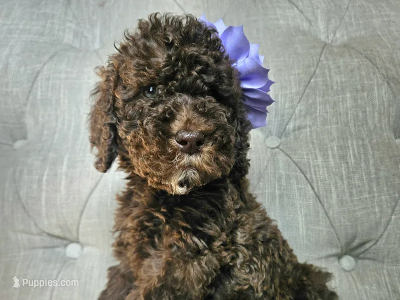 Moka Girl – Goldendoodle puppy on hold in Casa Grande, AZ
