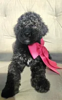 Nola Girl, a female Goldendoodle for sale in Casa Grande, AZ – 3 of 3