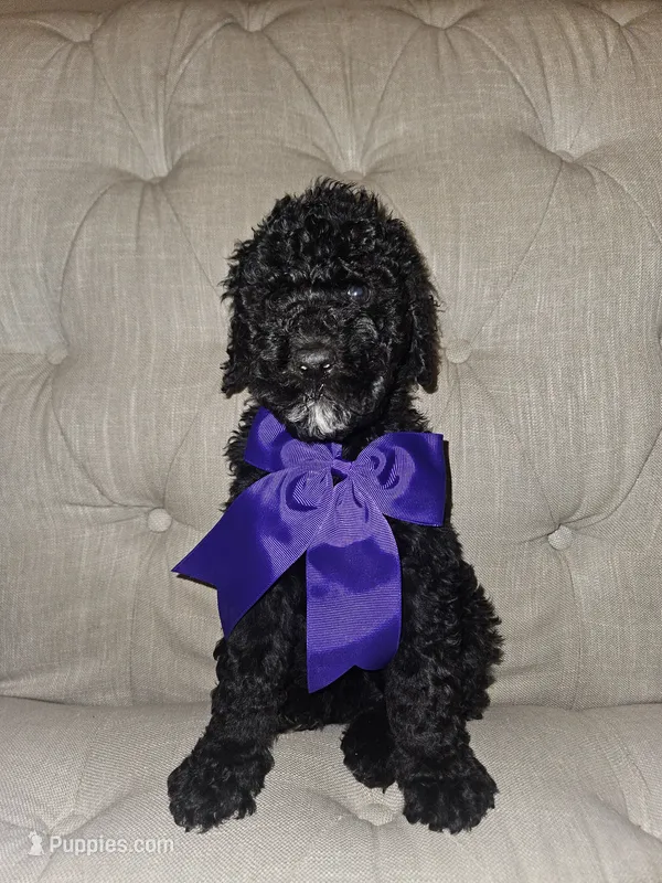 Lady Vela – Goldendoodle puppy for sale in Casa Grande, AZ