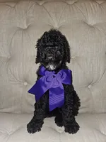 Lady Vela, a female Goldendoodle for sale in Casa Grande, AZ – 1 of 2