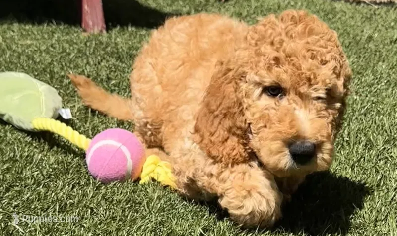 Prince – Goldendoodle puppy for sale in Los Angeles, CA