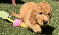 Prince, a male Goldendoodle for sale in Los Angeles, CA – 1 of 2