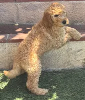 Prince, a male Goldendoodle for sale in Los Angeles, CA – 2 of 2