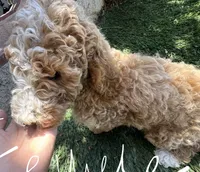 Ariel, a female Goldendoodle for sale in Los Angeles, CA – 2 of 2