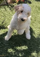 Belle, a female Goldendoodle for sale in Los Angeles, CA – 2 of 2