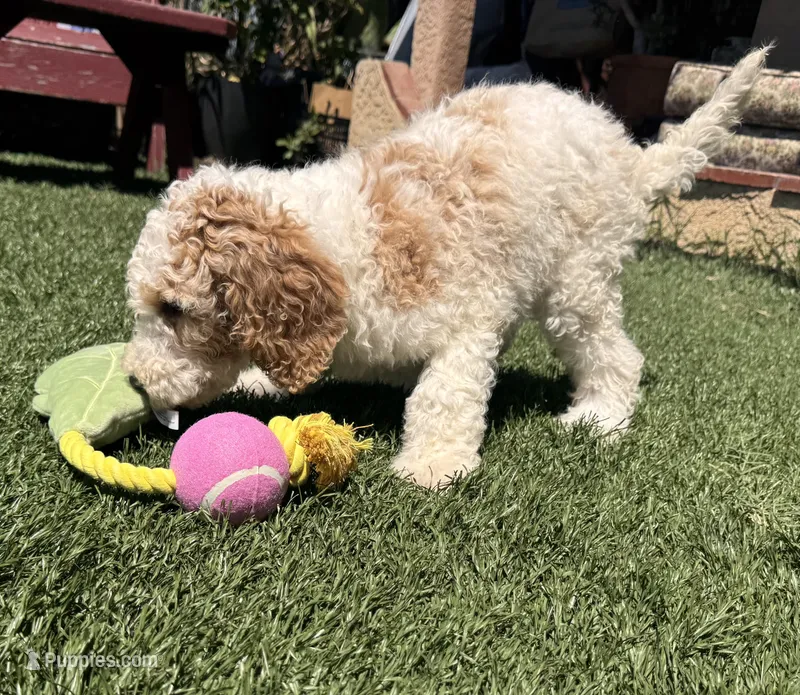 Belle – Goldendoodle puppy for sale in Los Angeles, CA