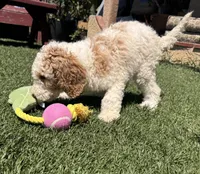 Belle, a female Goldendoodle for sale in Los Angeles, CA – 1 of 2