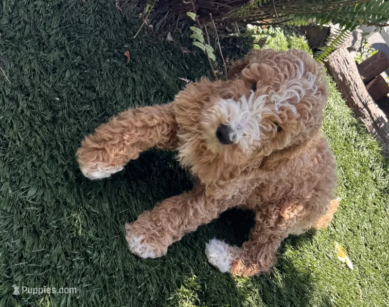 Ariel – Goldendoodle puppy for sale in Los Angeles, CA