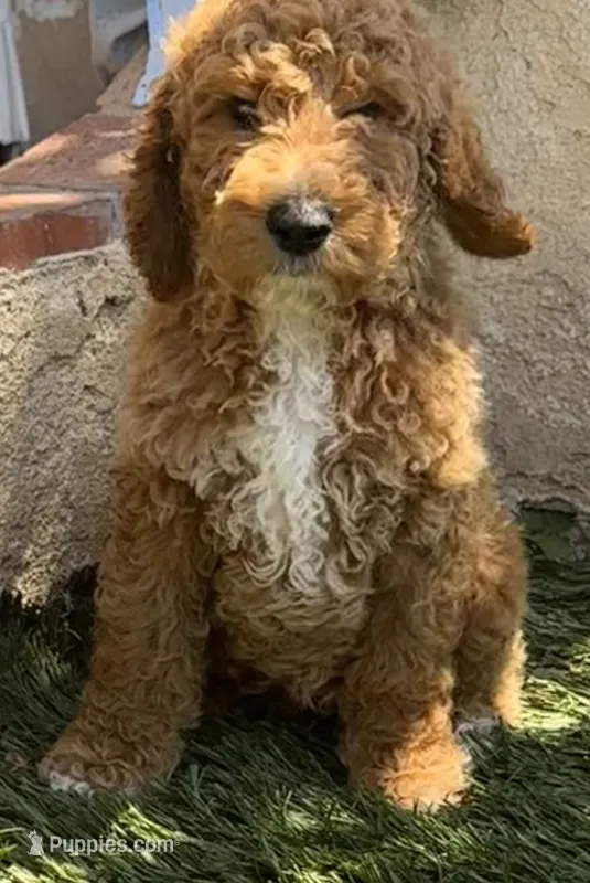 Charm  – Goldendoodle puppy for sale in Los Angeles, CA