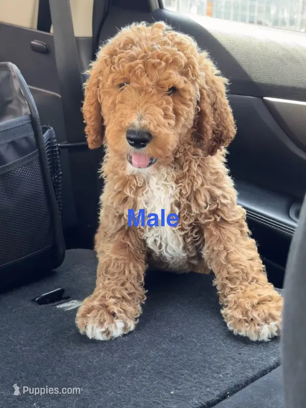 Charm  – Goldendoodle puppy for sale in Los Angeles, CA