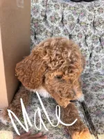 Charm , a male Goldendoodle for sale in Los Angeles, CA – 2 of 2