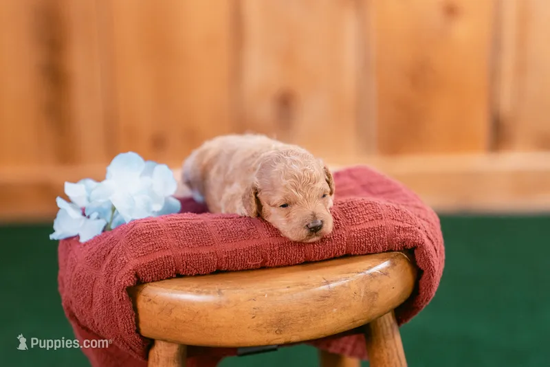 Rowan – Poodle - Toy  puppy for sale in Centreville, MI