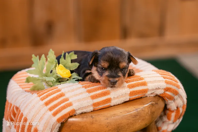 Viola – Yorkshire Terrier puppy for sale in Centreville, MI