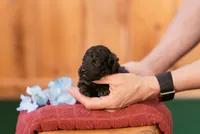 Callum, a male Poodle - Toy  for sale in Centreville, MI – 4 of 7