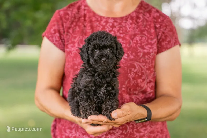 Callum – Poodle - Toy  puppy for sale in Centreville, MI