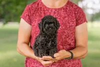 Callum, a male Poodle - Toy  for sale in Centreville, MI – 1 of 7