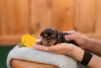 Phillip, a male Yorkshire Terrier for sale in Centreville, MI – 4 of 8