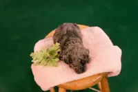 Orion, a male Poodle - Miniature  for sale in Centreville, MI – 2 of 7