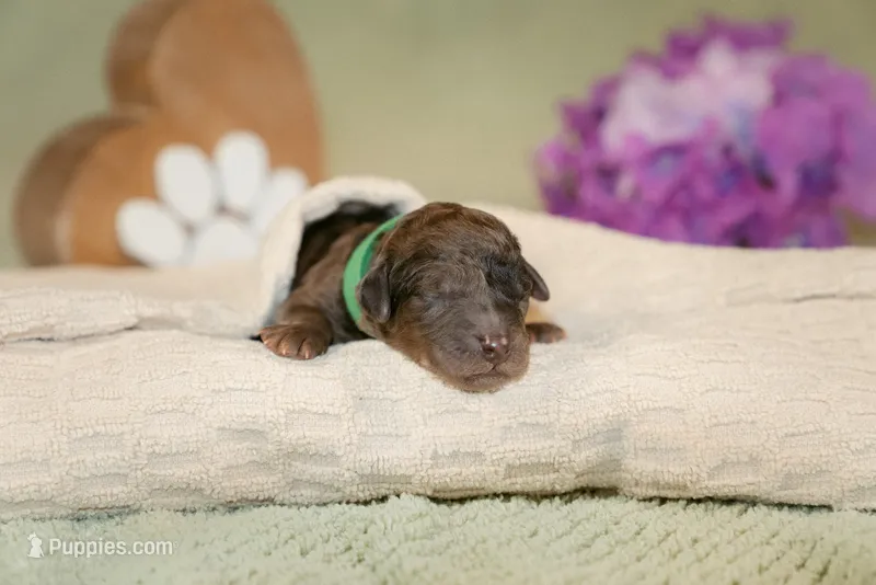 Orion – Poodle - Miniature  puppy for sale in Centreville, MI