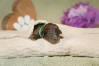 Orion, a male Poodle - Miniature  for sale in Centreville, MI – 1 of 4