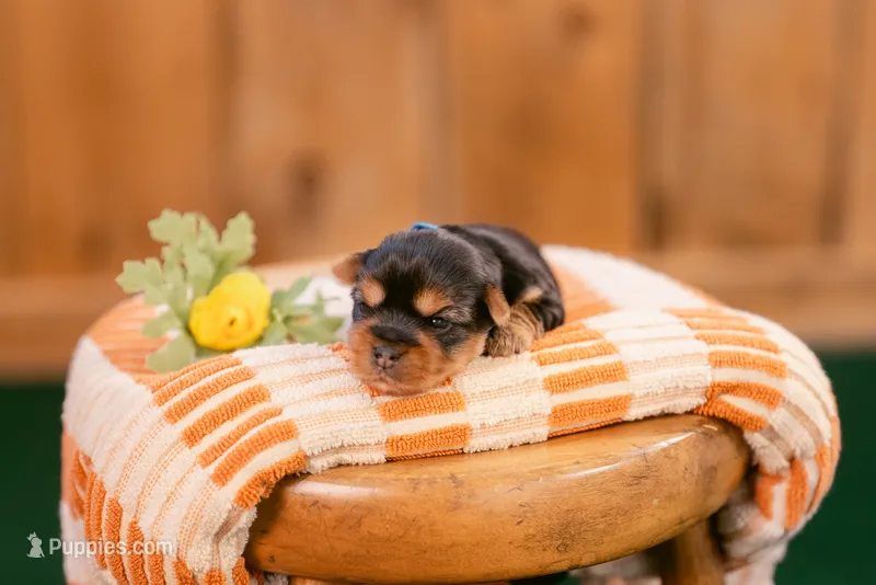 Flint – Yorkshire Terrier puppy for sale in Centreville, MI