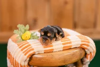Flint, a male Yorkshire Terrier for sale in Centreville, MI – 1 of 7