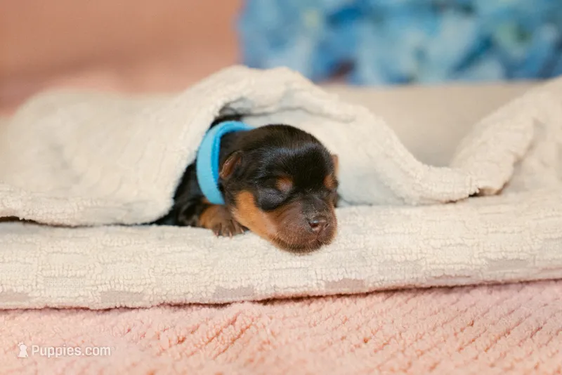 Flint – Yorkshire Terrier puppy for sale in Centreville, MI