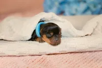Flint, a male Yorkshire Terrier for sale in Centreville, MI – 1 of 4