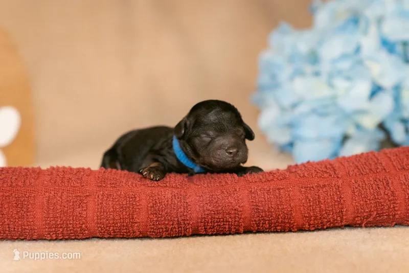 Callum – Poodle - Toy  puppy for sale in Centreville, MI
