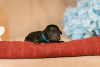 Callum, a male Poodle - Toy  for sale in Centreville, MI – 1 of 3