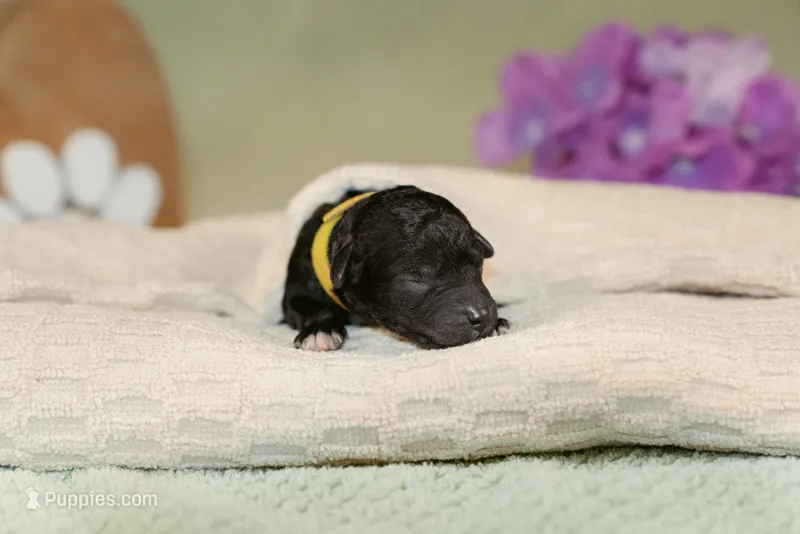Vega – Poodle - Miniature  puppy for sale in Centreville, MI