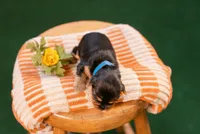 Flint, a male Yorkshire Terrier for sale in Centreville, MI – 2 of 7