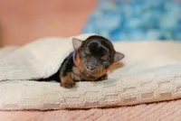 Viola, a female Yorkshire Terrier for sale in Centreville, MI – 1 of 4