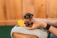 George, a male Yorkshire Terrier for sale in Centreville, MI – 4 of 8