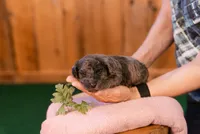 Orion, a male Poodle - Miniature  for sale in Centreville, MI – 3 of 7