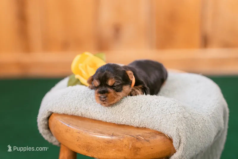 George – Yorkshire Terrier puppy for sale in Centreville, MI