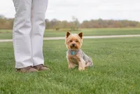 Viola, a female Yorkshire Terrier for sale in Centreville, MI – 4 of 4