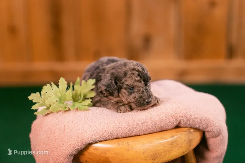 Orion – Poodle - Miniature  puppy for sale in Centreville, MI
