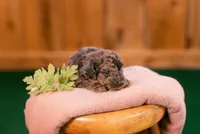 Orion, a male Poodle - Miniature  for sale in Centreville, MI – 1 of 7