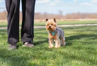 Margaret, a female Yorkshire Terrier for sale in Centreville, MI – 3 of 4