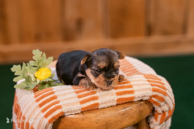 Iris – Yorkshire Terrier puppy for sale in Centreville, MI
