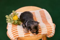 Iris, a female Yorkshire Terrier for sale in Centreville, MI – 2 of 7