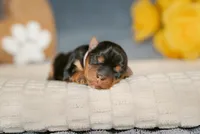 Margaret, a female Yorkshire Terrier for sale in Centreville, MI – 1 of 4