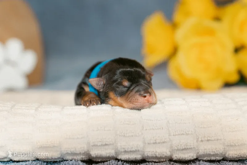 Phillip – Yorkshire Terrier puppy for sale in Centreville, MI