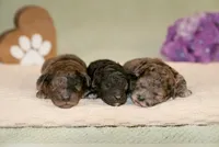 Vega, a female Poodle - Miniature  for sale in Centreville, MI – 2 of 4