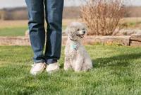 Orion, a male Poodle - Miniature  for sale in Centreville, MI – 3 of 4