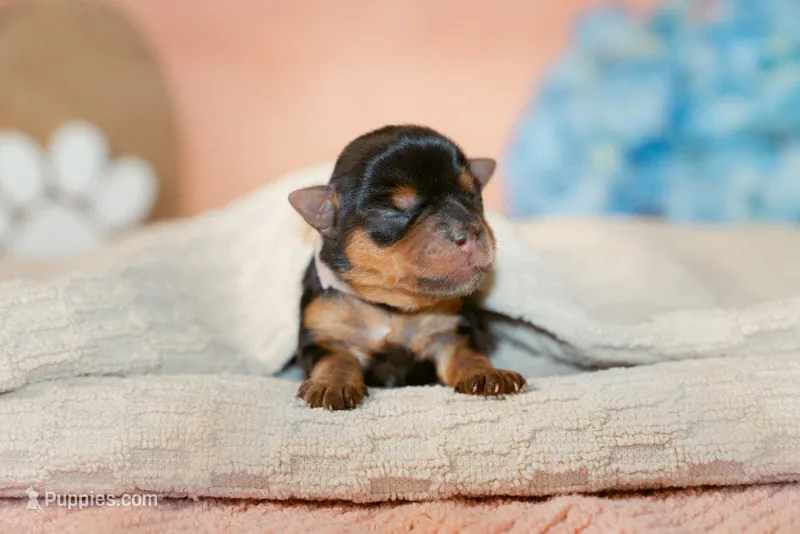 Iris – Yorkshire Terrier puppy for sale in Centreville, MI